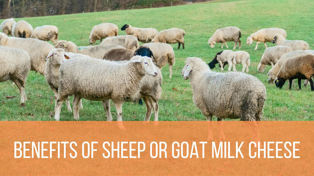 Benefits of Sheep or Goat Milk Cheese